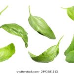 007网络直播:揭秘特工世界的惊险与刺激 7bbebzr