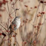 222268期开奖结果最新公布与详细分析 aqvvzaa3b