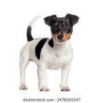 21期开奖记录完整回顾与最新数据汇总 wjqwx